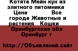 Котята Мейн-кун из элитного питомника › Цена ­ 20 000 - Все города Животные и растения » Кошки   . Оренбургская обл.,Оренбург г.
